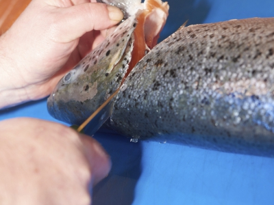 stockphoto-for-sale-￼Hands-cleaning-Salamon-Fish￼-7246