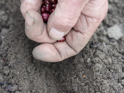 stockphoto-for-sale-￼Hands-seeding-Beans￼-3212