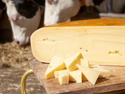 Cheese With Cows
