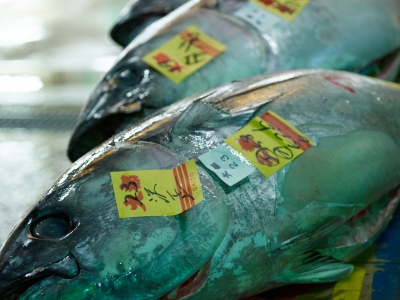 Tsukiji Fish Market Tuna Fish For Sale