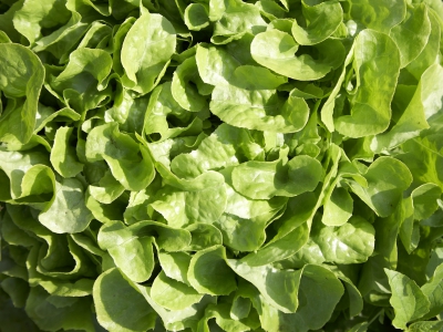 Salad In Field