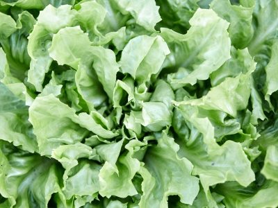Salade Leaf