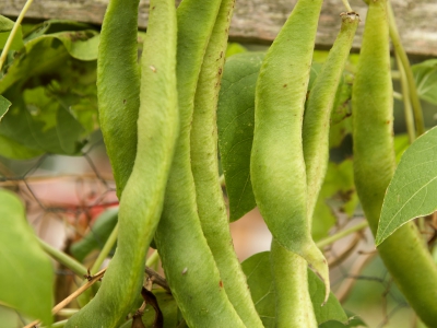 Beans On Plant