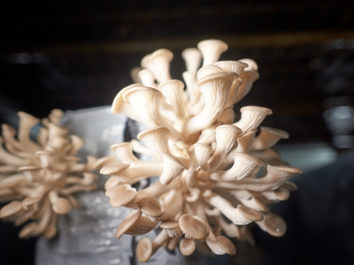 Mushrooms Oyster