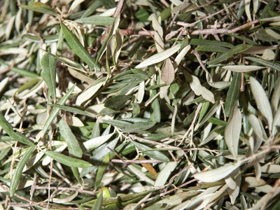 Olive Plant