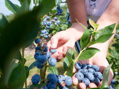 Hands Holding Blueberries On Tree