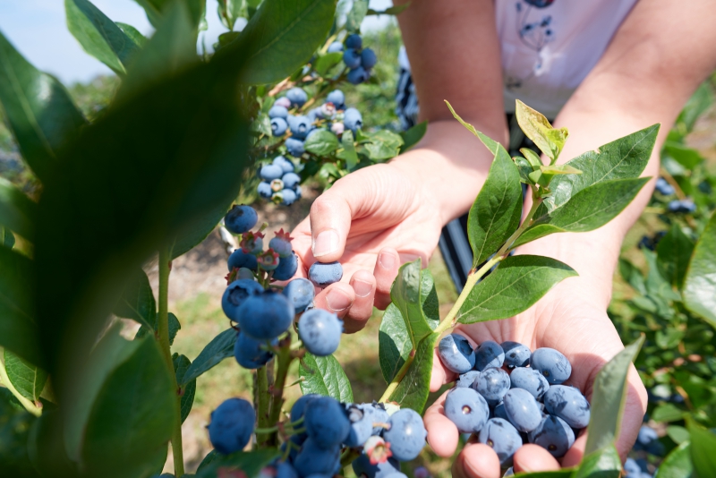 ￼Hands-Holding-Blueberries-on-Tree￼-5055