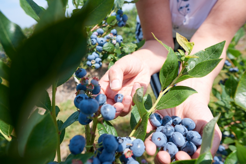 ￼Hands-Holding-Blueberries-on-Tree￼-5056