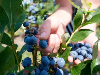 ￼Hands-Holding-Blueberries-on-Tree￼-5057