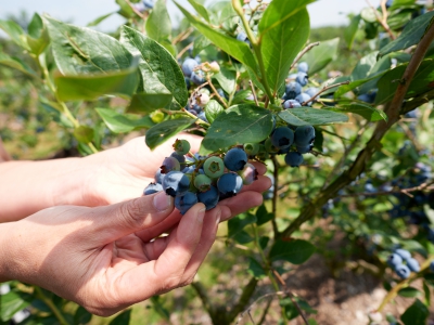 ￼Hands-Holding-Blueberries-on-Tree￼-5064