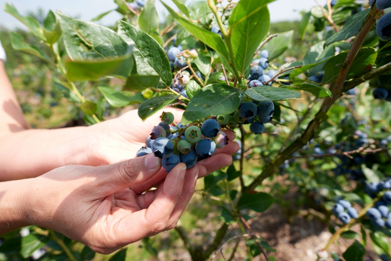￼Hands-Holding-Blueberries-on-Tree￼-5064