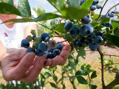 ￼Hands-Holding-Blueberries-on-Tree￼-5065