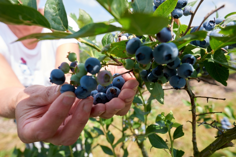 ￼Hands-Holding-Blueberries-on-Tree￼-5065
