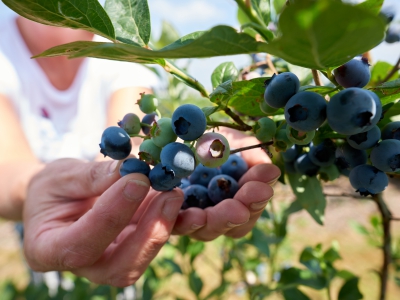 ￼Hands-Holding-Blueberries-on-Tree￼-5068
