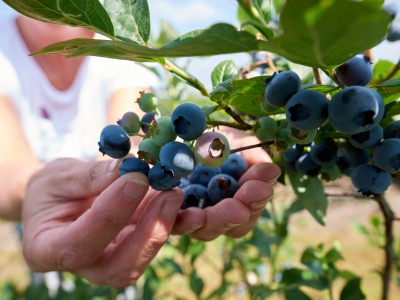 ￼Hands-Holding-Blueberries-on-Tree￼-5069