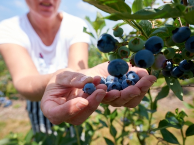 ￼Hands-Holding-Blueberries-on-Tree￼-5073