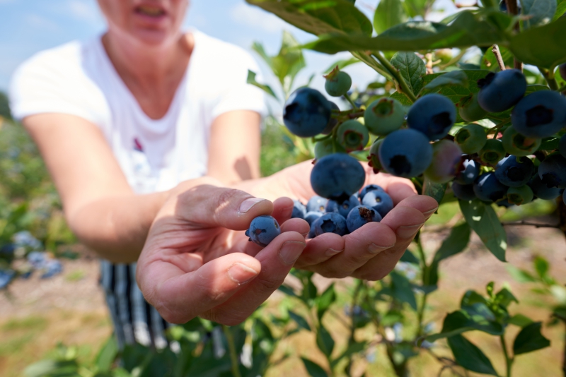 ￼Hands-Holding-Blueberries-on-Tree￼-5073