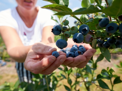 ￼Hands-Holding-Blueberries-on-Tree￼-5074-1