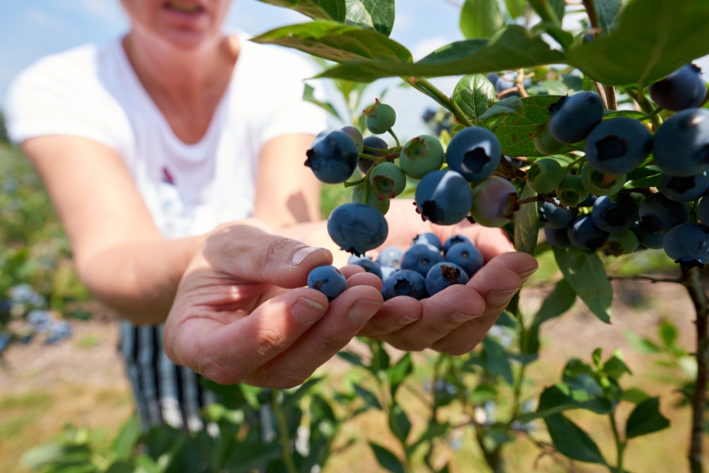 ￼Hands-Holding-Blueberries-on-Tree￼-5074