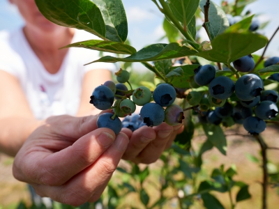 ￼Hands-Holding-Blueberries-on-Tree￼-5076