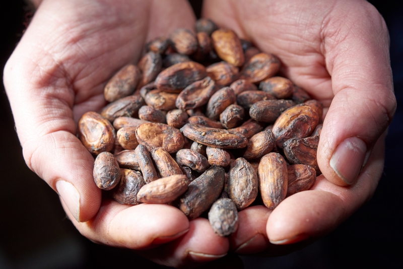 ￼Hands-Holding-Cacao-Beens￼-9603