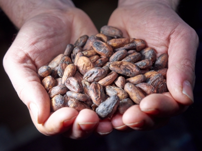 ￼Hands-Holding-Cacao-Beens￼-9607