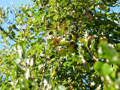 Apple In Tree