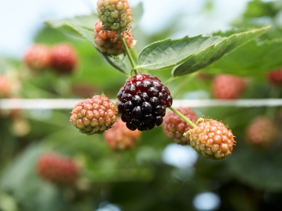 Blackberries On Plant