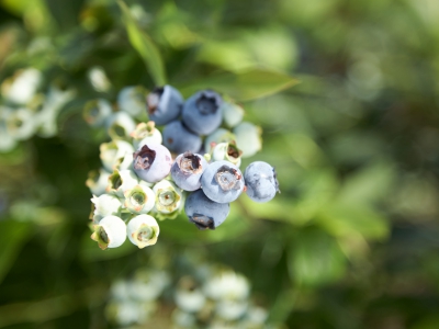 BlueBerry On Plant