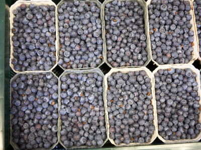 Blueberry In Trays