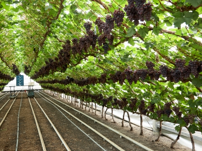 Grapes In Traditianal Greenhouse