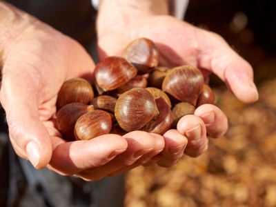 Hands With Chestnut