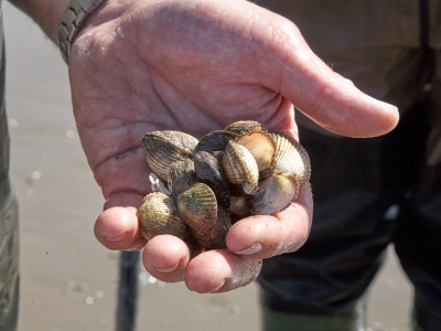 Hands With Cockles