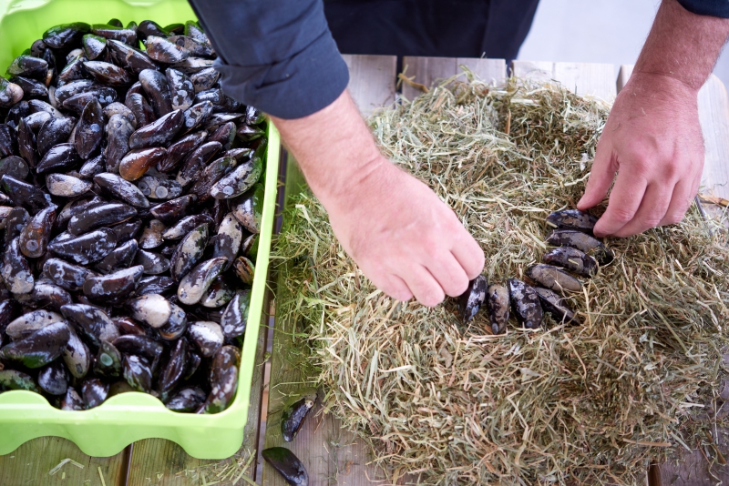 ￼Hands-with-Mussels￼-0936