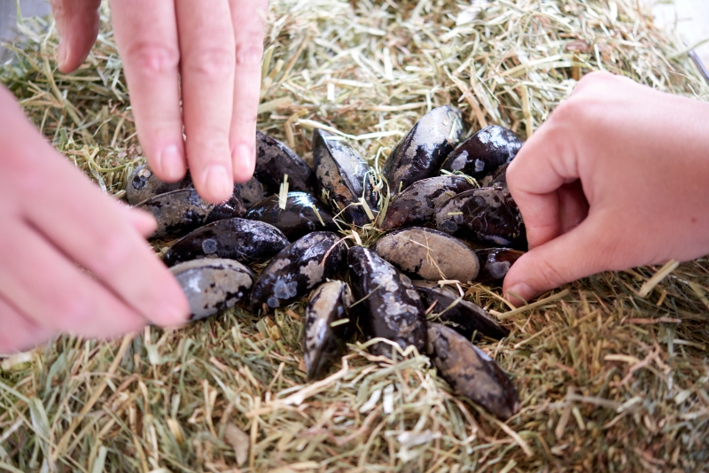 ￼Hands-with-Mussels￼-0937