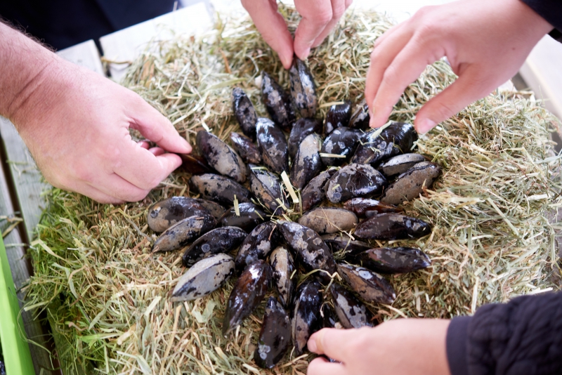 ￼Hands-with-Mussels￼-0938