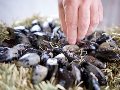 ￼Hands-with-Mussels￼-0940