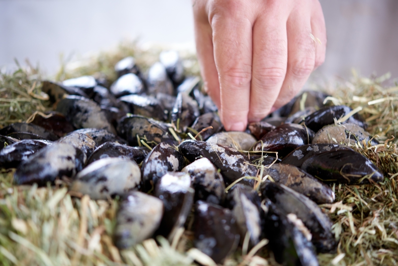 ￼Hands-with-Mussels￼-0940