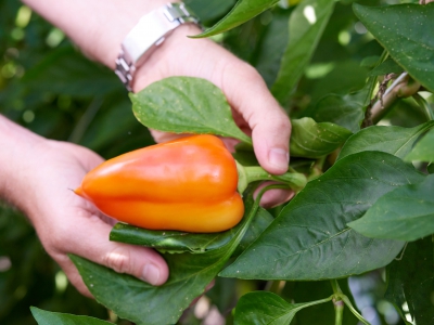 Hands With Peppers
