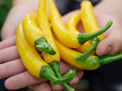 ￼Hands-with-Peppers￼-5243