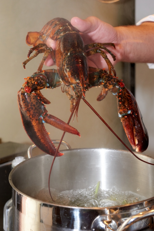 ￼Hands-with-Lobster-above-pan￼-4010