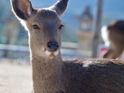 Miyajima Island Deer
